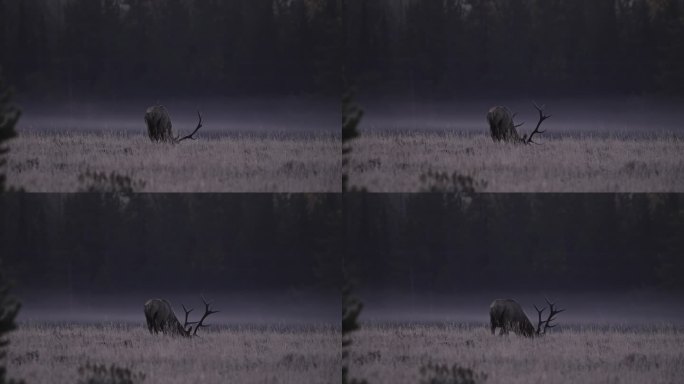 公麋鹿在怀俄明州的冰天雪地里吃草