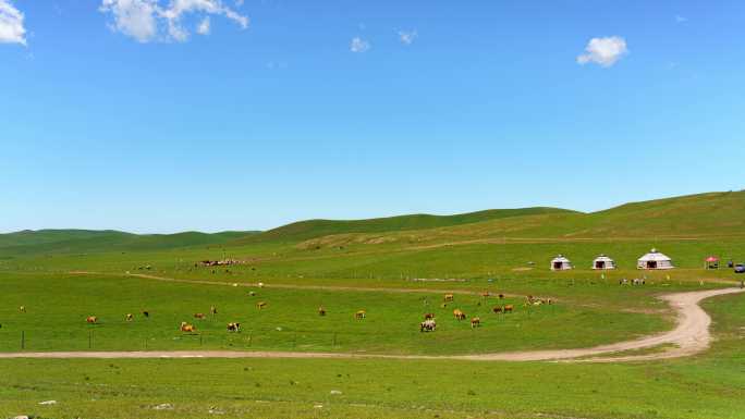 草原 蒙古包 牛群 羊群 生态 牛羊