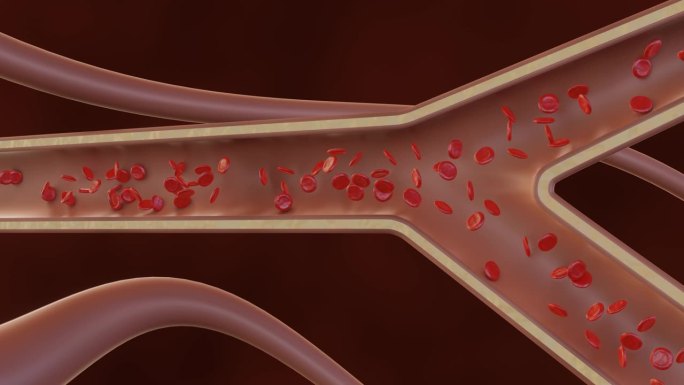 毛细血管中的y形连接处，显示健康红细胞的流动