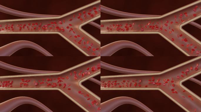毛细血管中的y形连接处，显示健康红细胞的流动