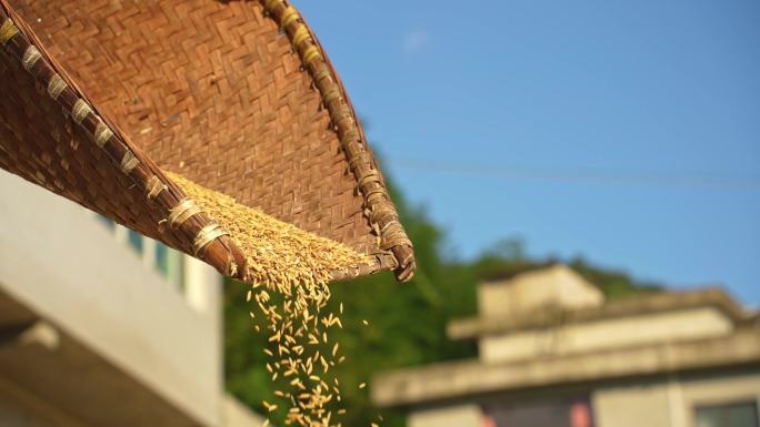 秋季水稻丰收的稻谷从簸箕中撒下