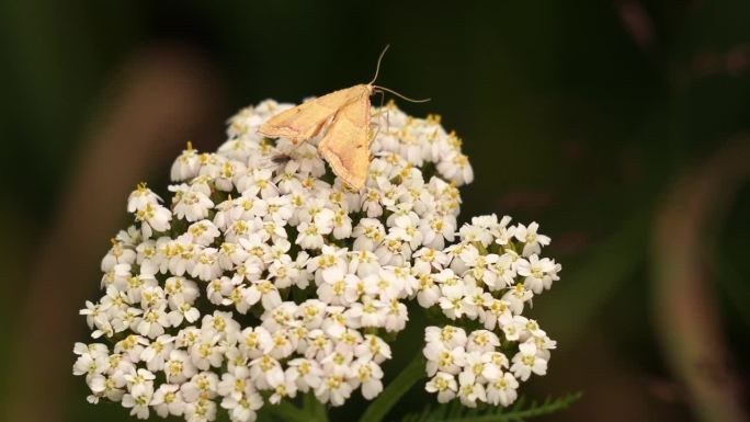 一只黄色的飞蛾正在一朵白花上觅食。