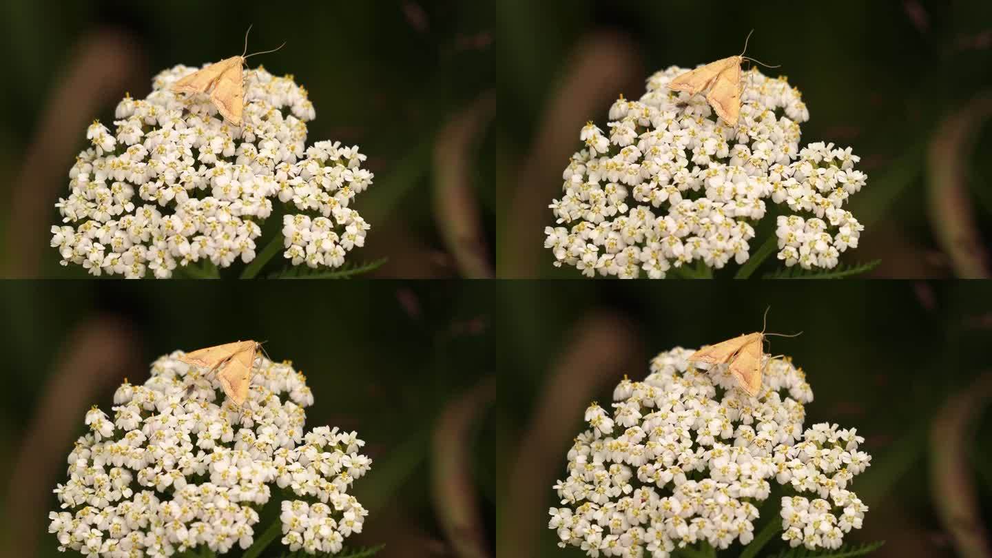 一只黄色的飞蛾正在一朵白花上觅食。