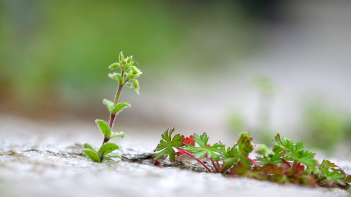 草 绿叶 细雨 4