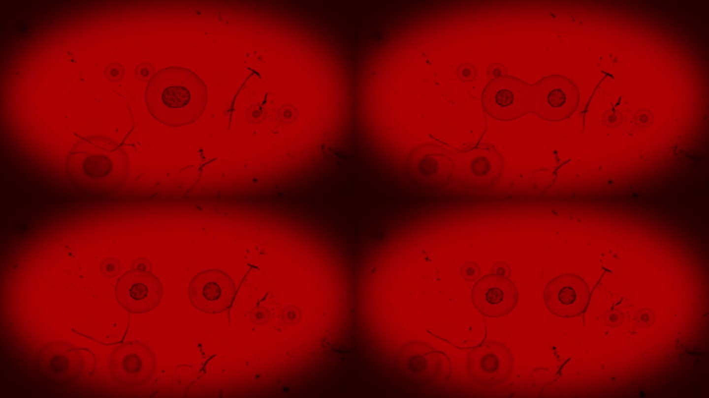 红光下的真实细胞分裂