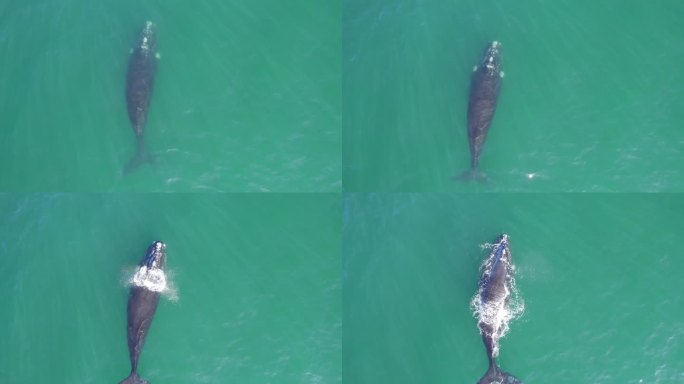 一只露脊鲸的缓慢追踪，它从喷水孔中浮出水面，再次潜入碧绿的水中