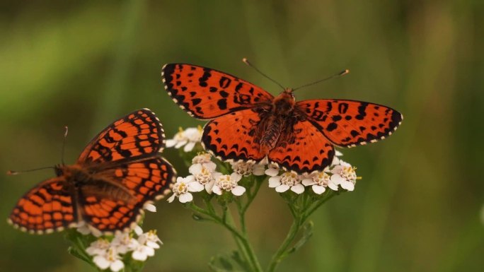 两只橙色的蝴蝶互相威胁