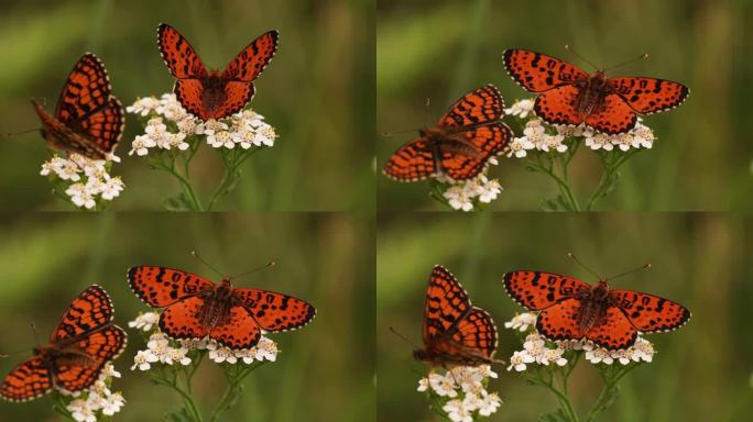 两只橙色的蝴蝶互相威胁