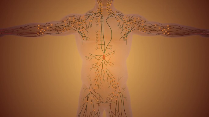 人体淋巴结结构人体动画模型