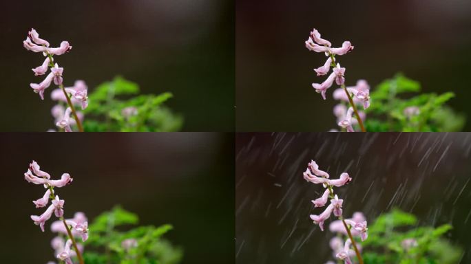 花 绿叶 细雨 2