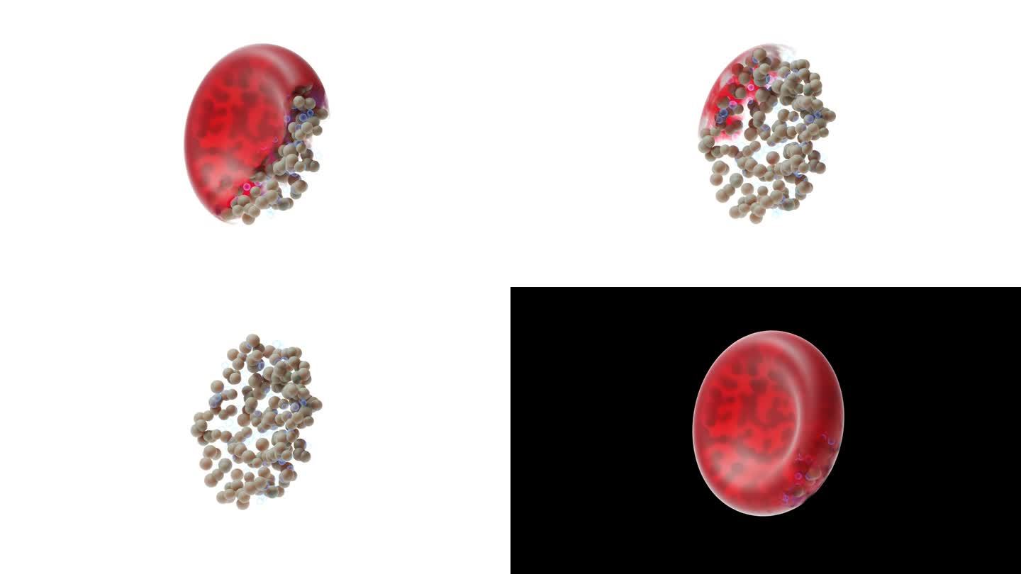 红细胞血红蛋白和氧分子溶解