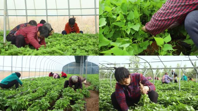 拔红薯秧 农民干活 劳动 温室种植