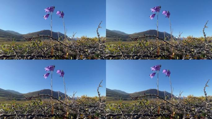 常见的风铃草或苏格兰风铃草(Campanula rotundifolia)在风中摇摆。Scoresb