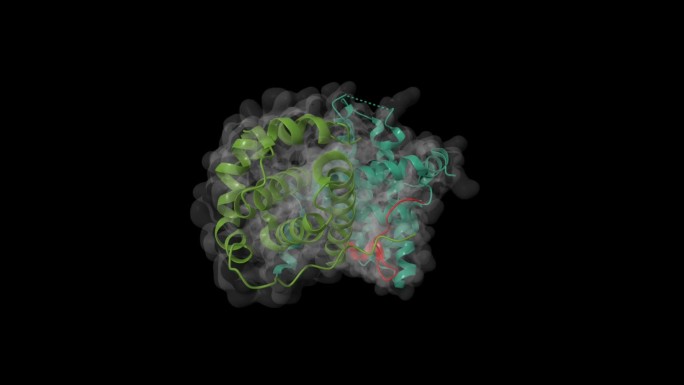 视网膜母细胞瘤肿瘤抑制蛋白(绿色)结合E2F肽的晶体结构