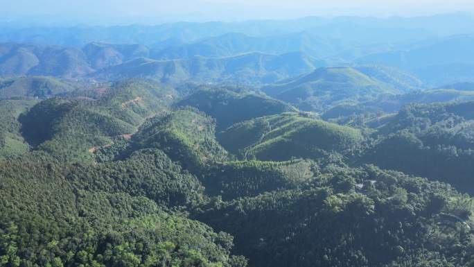 森林航拍 桉树 松树 林业 木业 保护区