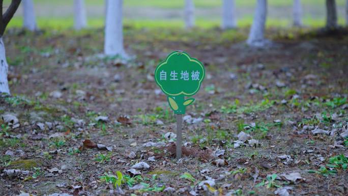 (原创)自生地被指示牌 园林指示牌