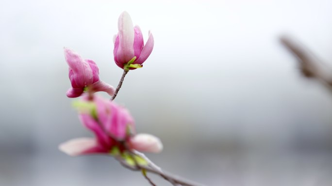 玉兰 绿叶 细雨 9