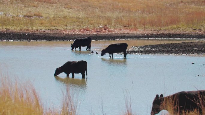 牛在水库中行走、牛群在水中行走的景观