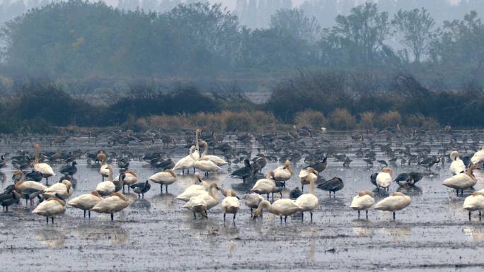 候鸟成群觅食 自然保护区鄱阳湖