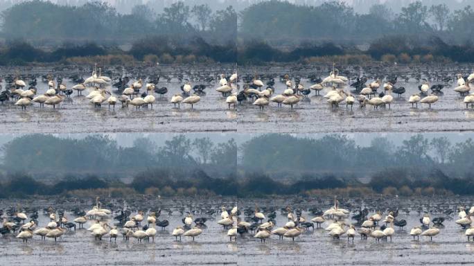 候鸟成群觅食 自然保护区鄱阳湖