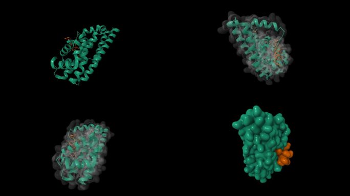 幽门螺杆菌CagA癌基因(绿色)与人肿瘤抑制细胞凋亡刺激蛋白p53(棕色)结合的结构
