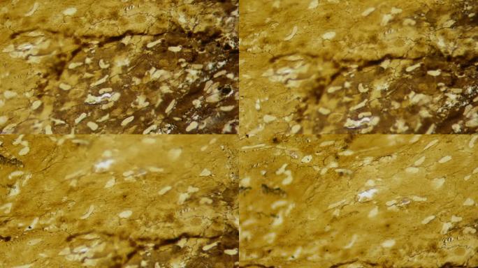 非常详细的人上皮影像。显微镜下的内部结构切片。放大1000倍。流畅的运动和聚焦