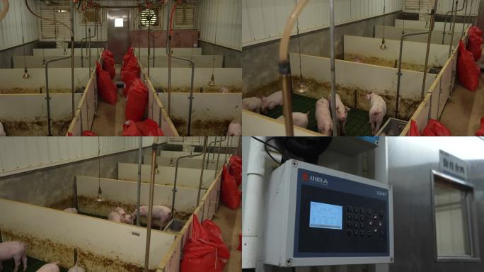 现代化猪场温控系统