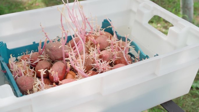 在室外的一个盒子里发芽的红色马铃薯种子