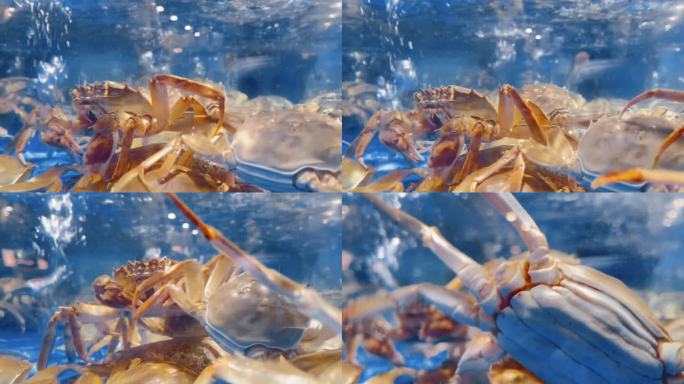 超市海鲜区海蟹螃蟹1