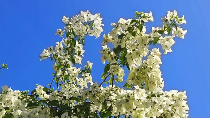 白色三角白玫瑰花三角梅花花瓣鲜花娇艳欲滴