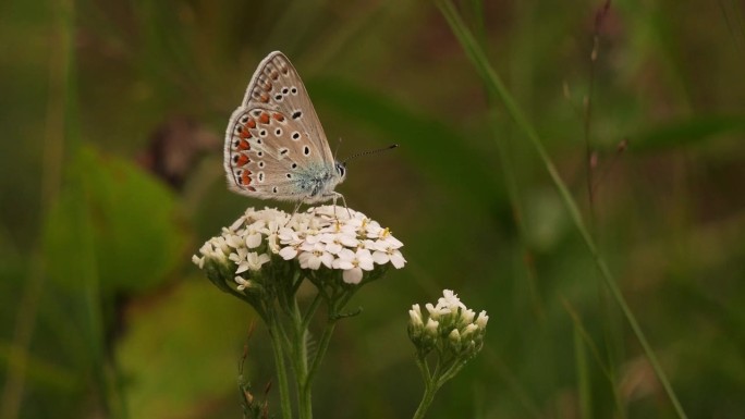 一只在花上觅食的普通蓝蝴蝶。