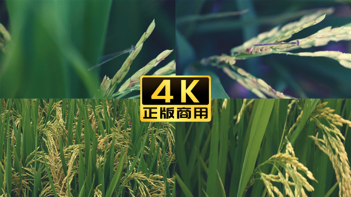 农业稻田水稻大米谷物种植粮食4k空镜