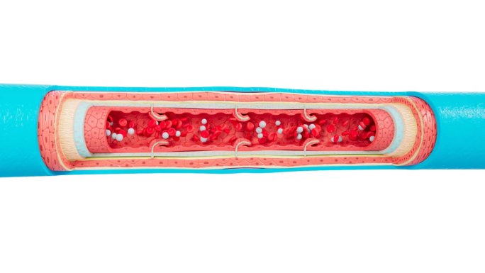 血管解剖血管粒子动画三维动画