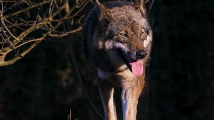 狼、捕食者、危险的视频