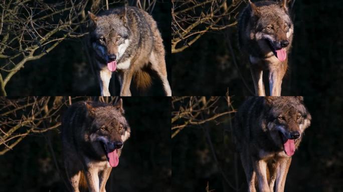 狼、捕食者、危险的视频