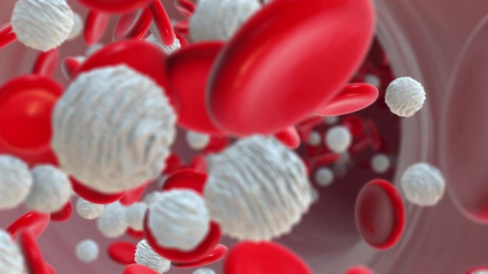 在血管中流动的红细胞和白细胞