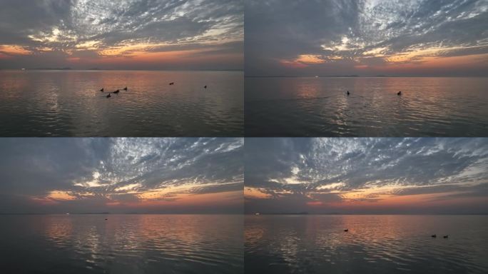 绝美晚霞下梁子湖广袤湖面上的鸭子航拍