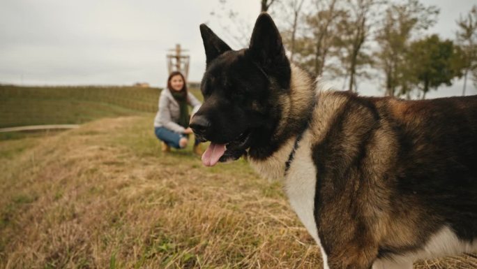 可爱的毛茸茸的秋田犬伸出舌头，靠近蜷缩在草地上的女人，背景是葡萄园