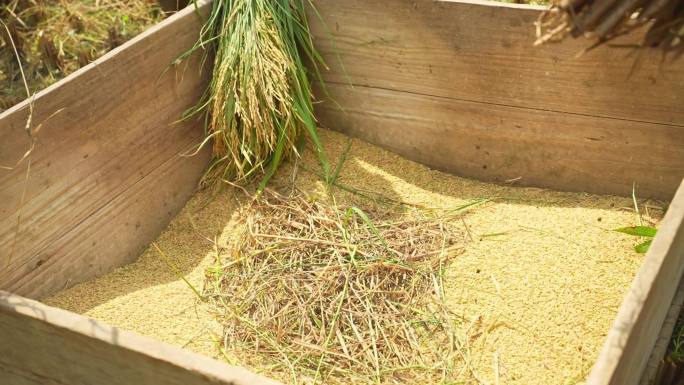 秋季水稻丰收传统打谷子