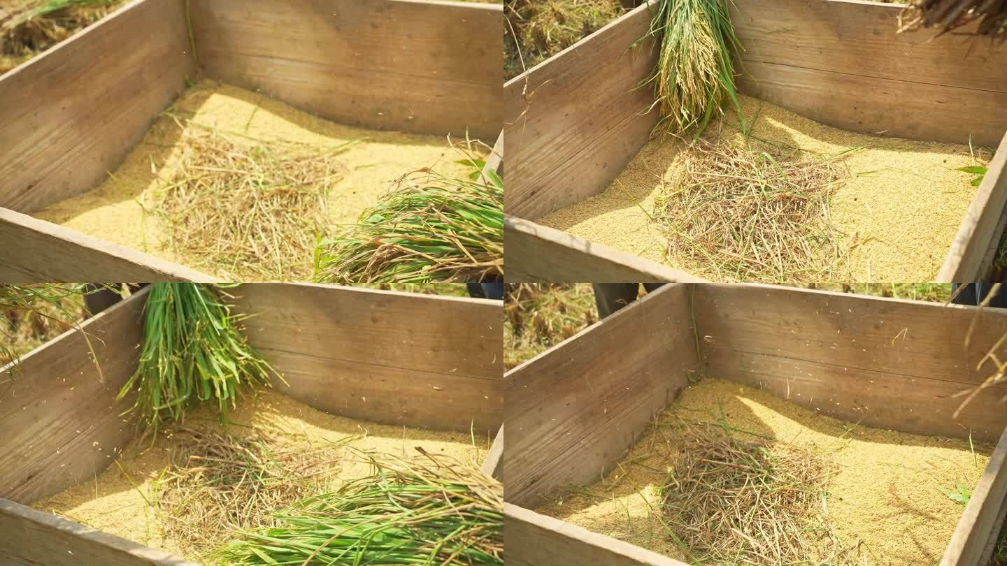 秋季水稻丰收传统打谷子