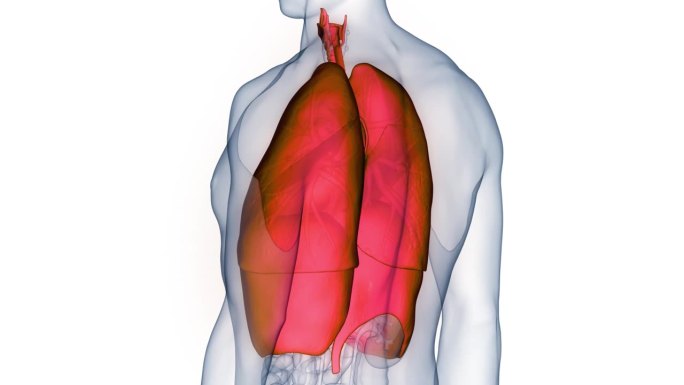 人体呼吸系统肺与膈解剖动画概念