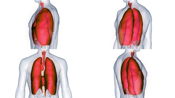 人体呼吸系统肺与膈解剖动画概念
