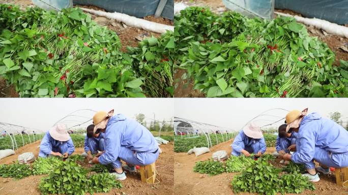整理红薯秧 地瓜秧 红薯育苗 种植