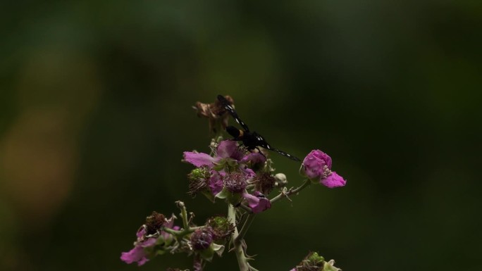 黑莓蛾一种在黑莓花上觅食的九斑蛾或黄带蛾(黑莓蛾