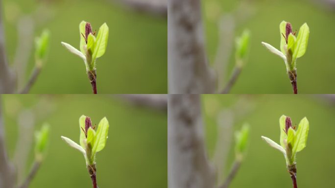 玉兰 树枝 绿芽  2