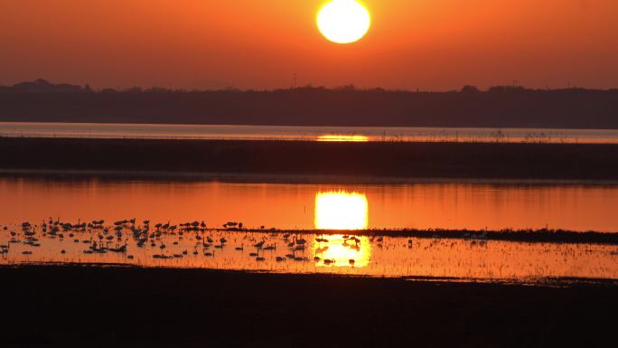 鄱阳湖日出与候鸟