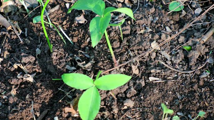 半夏 地文 守田 蝎子草 老鸹食002