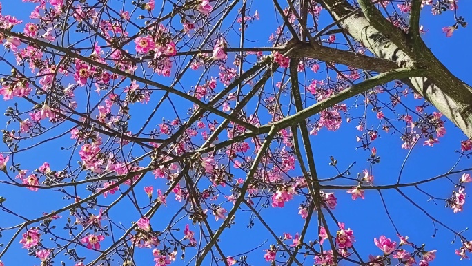 阳光之下的紫荆花紫色花朵紫荆花树紫花树叶