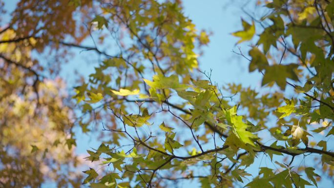 秋天阳光透过树叶 小清新 夏天 逆光枫叶