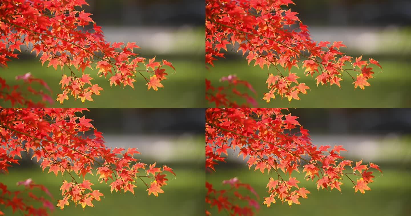 红枫枫叶空镜实拍素材4k